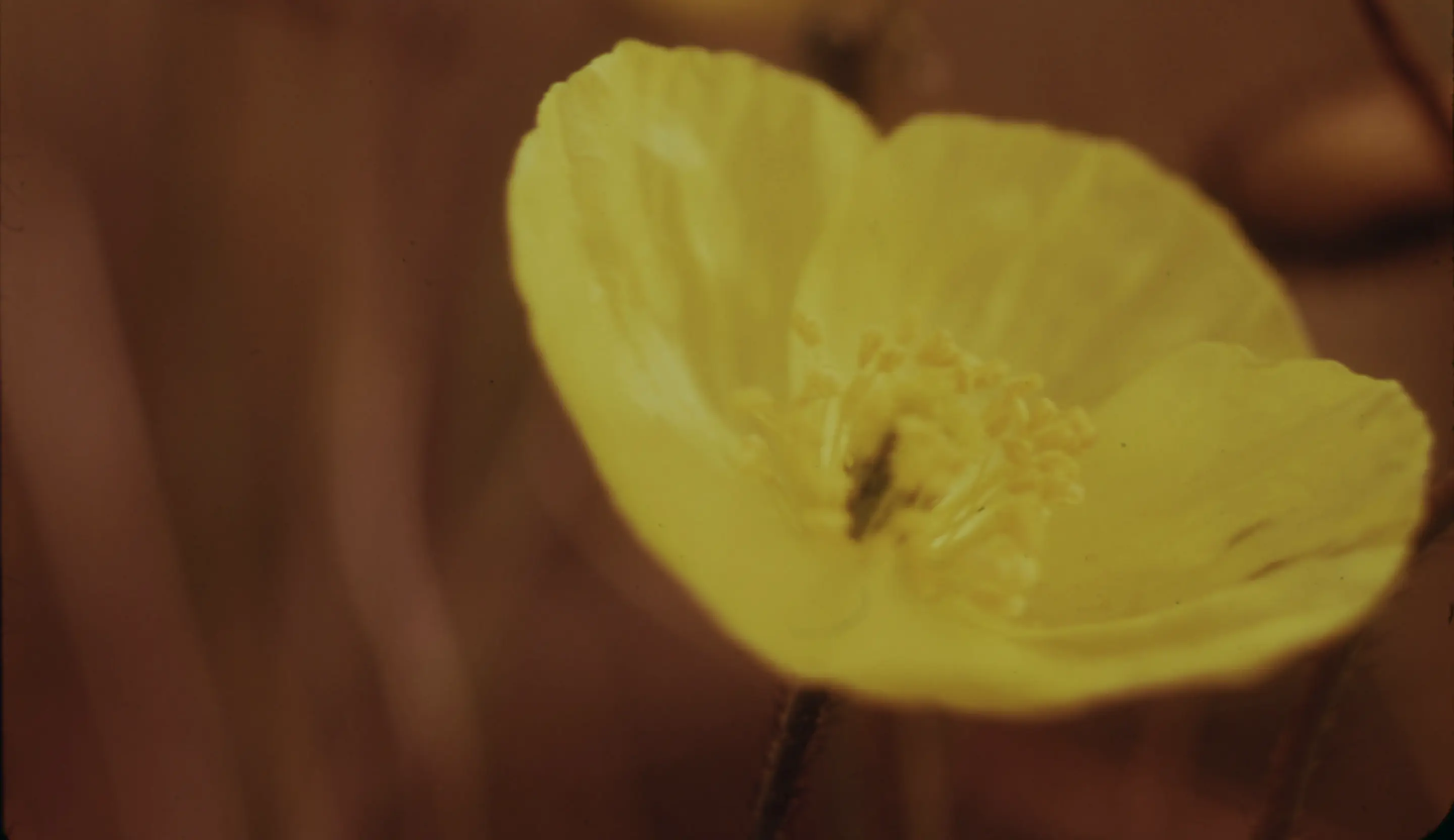 Bild av en blomma
